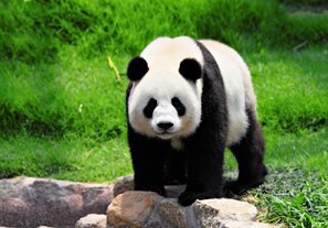 panda