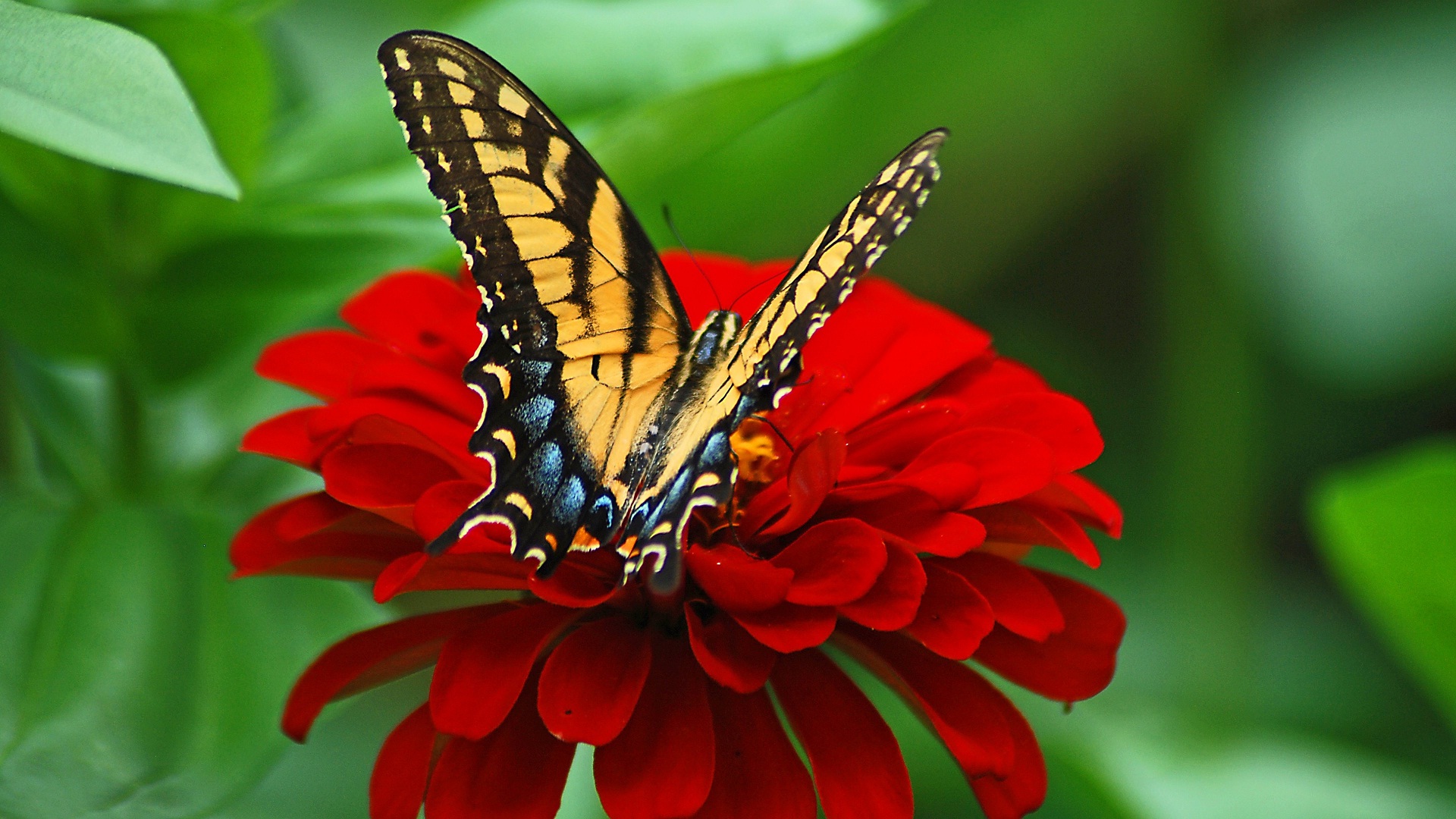 butterfly
